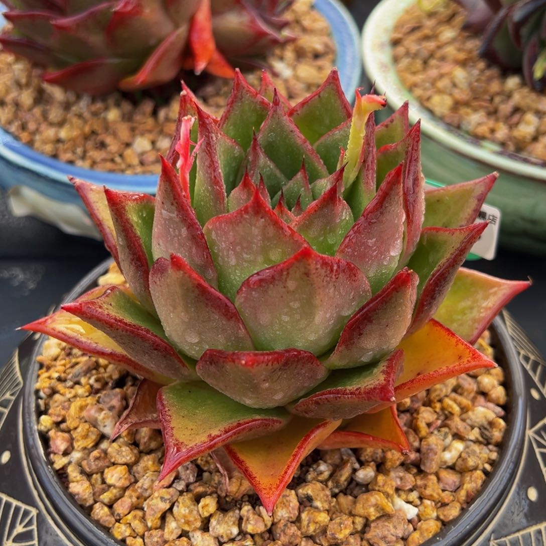 从前慢多肉精选编号0305.16