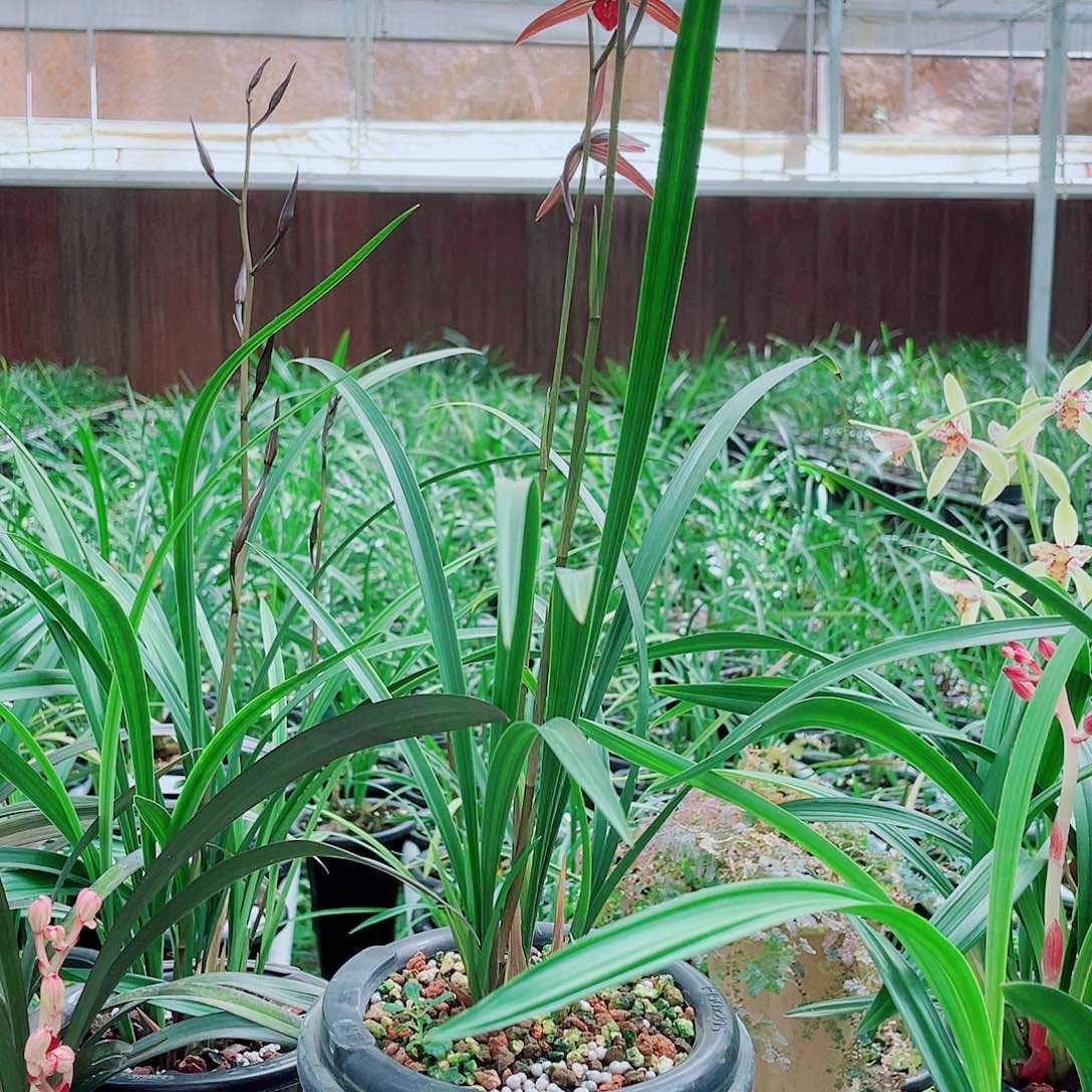 《***》完全开放一物一拍漂亮开花