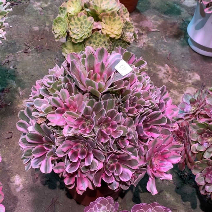 多肉植物男神00576