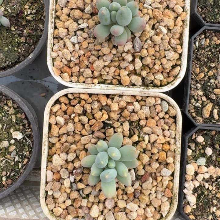 弗拉布 单头 2颗 一物一拍