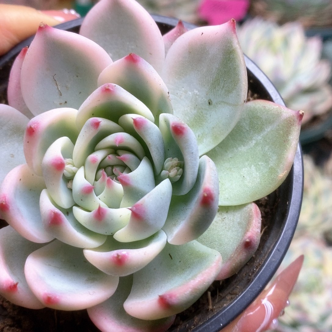 001锦锦锦锦锦锦锦