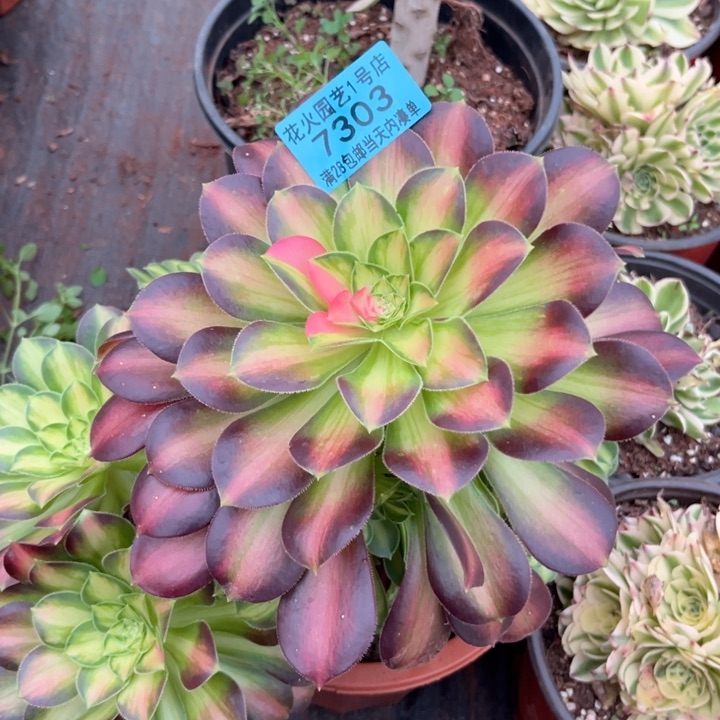 韶华7303多肉植物