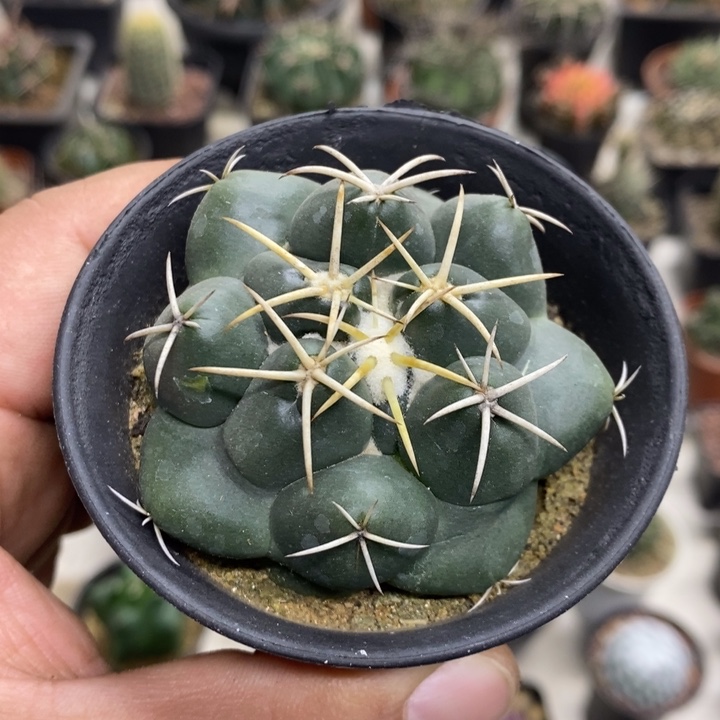 实生安宅象牙特价