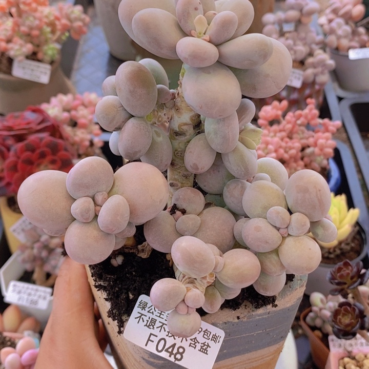 芭比奶洛老桩11cm048多肉植物