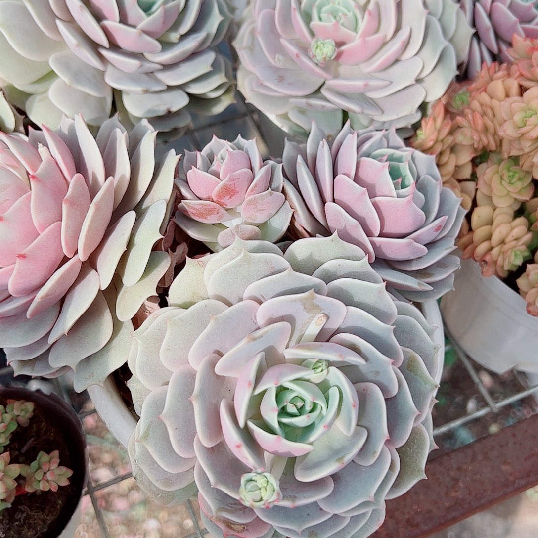 露娜莲多头群生精品特价