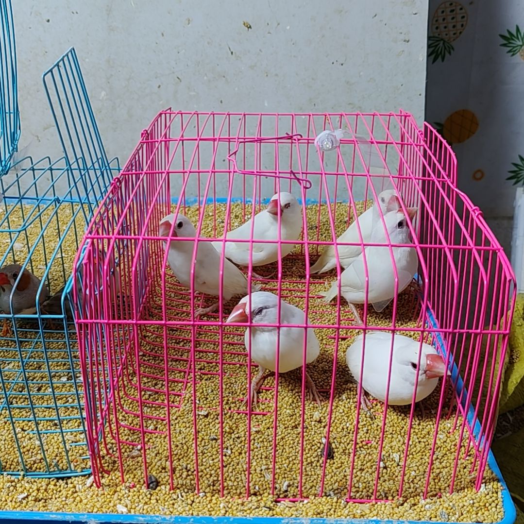 蟹***宝文鸟特价白文断尾少毛爪子有瑕疵六只不包公母