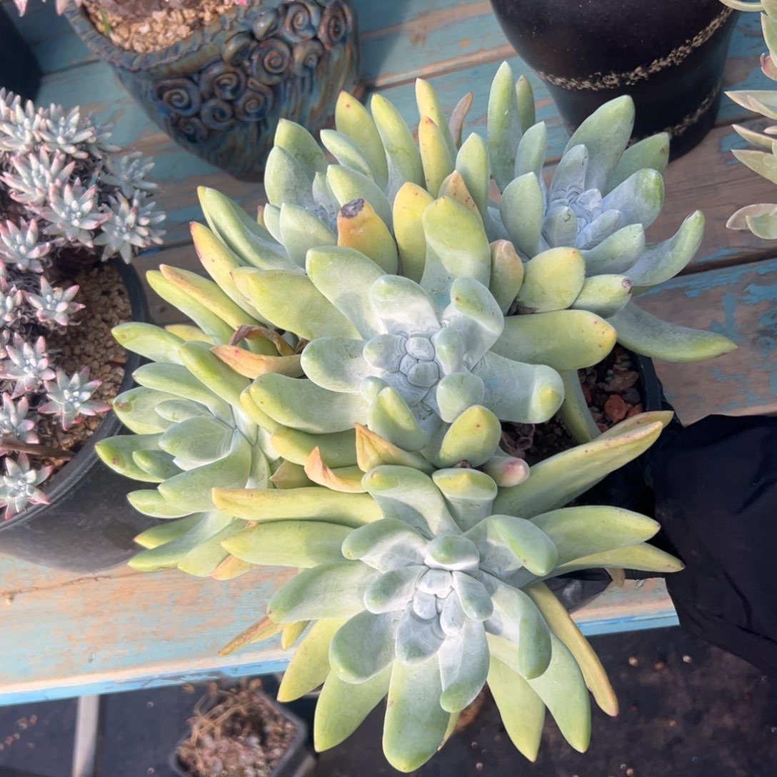 大大脸海星拇指～一物一拍390