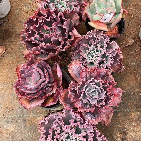 过***天多肉植物杂交带赠品7棵