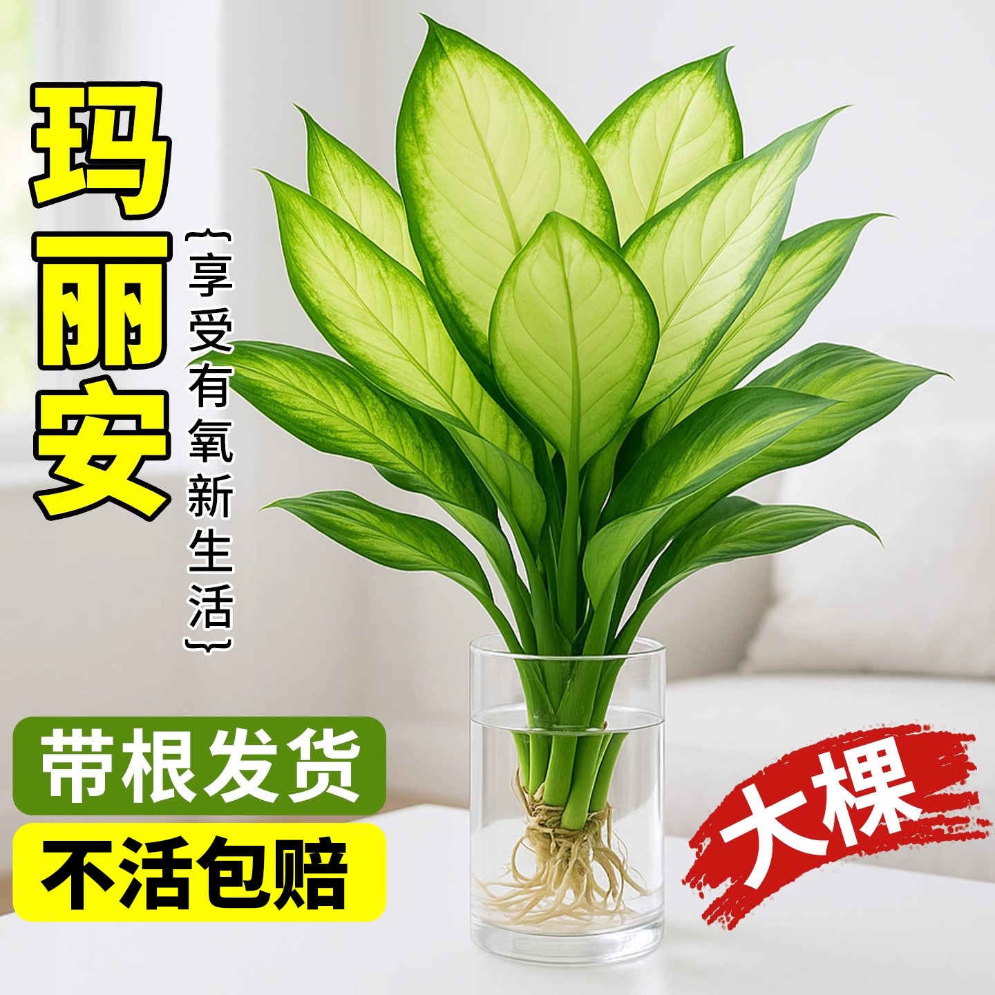 玛丽安水培植物万年青好养盆栽室内富贵竹办公室客厅花卉净化空气