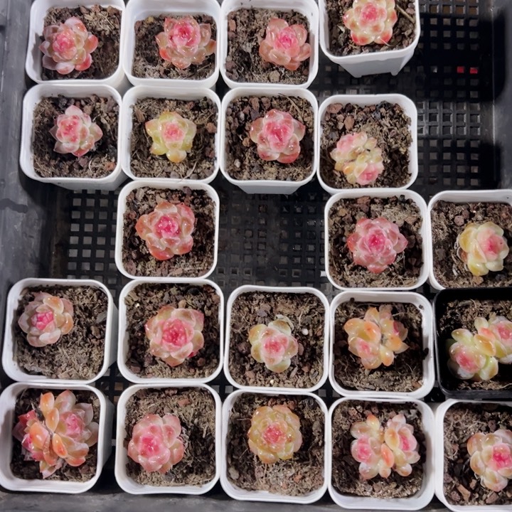 珍妮糖心精品多肉植物