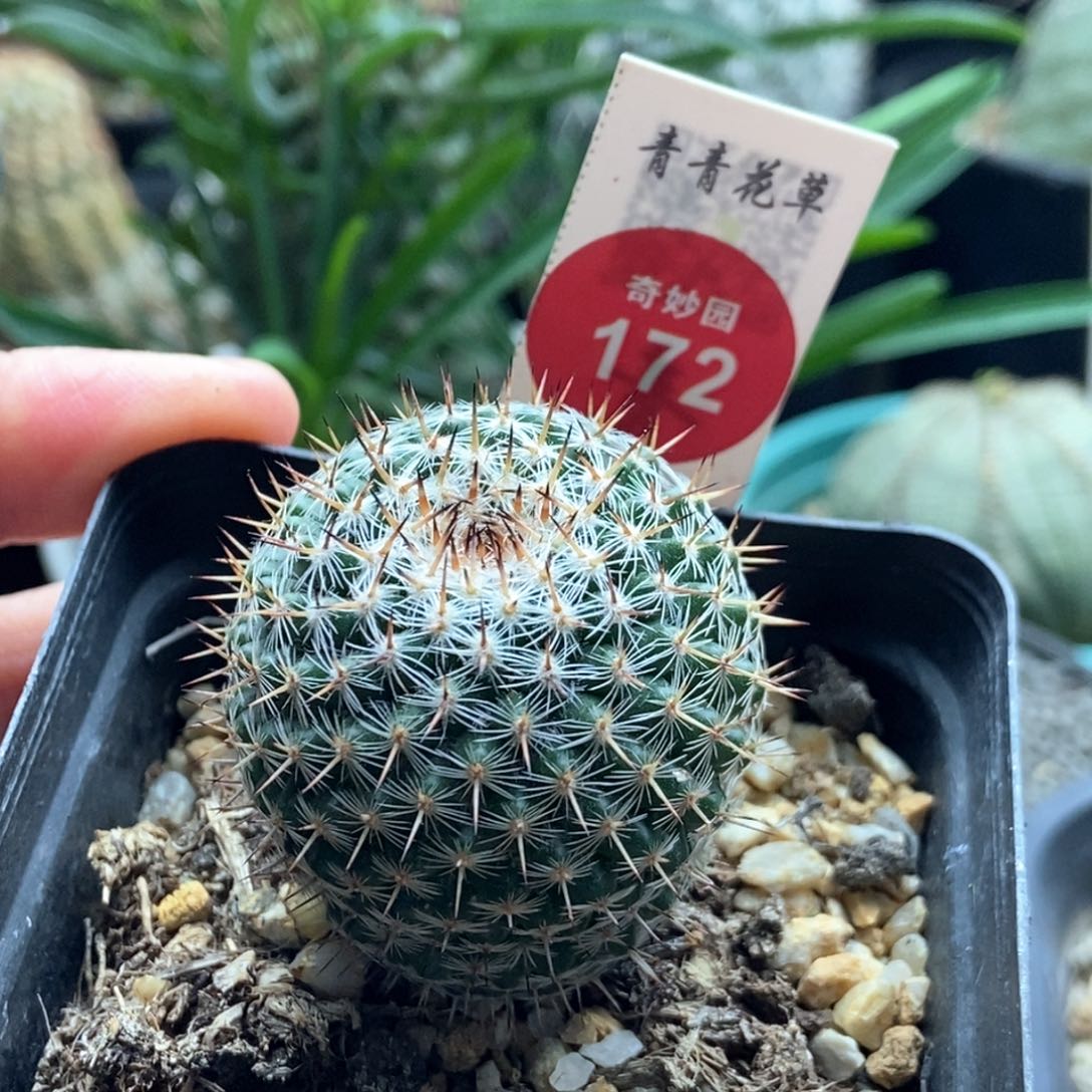 实生海豹丸3.6cm