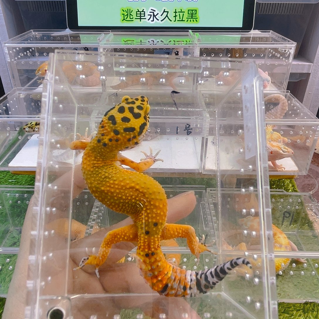 豹纹守宫守宫好看迷人可爱