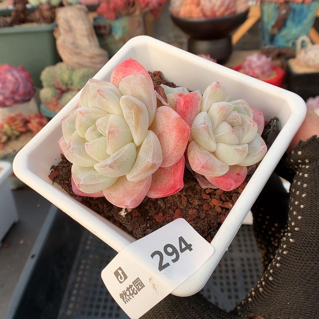 294冰玉多肉植物66633