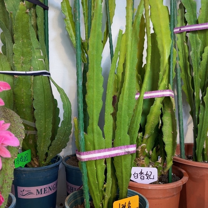 当前无花栽培后可以开花孤*橙鱼