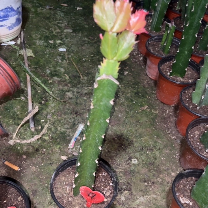 一***签当前无花栽培后可以开花083  17
