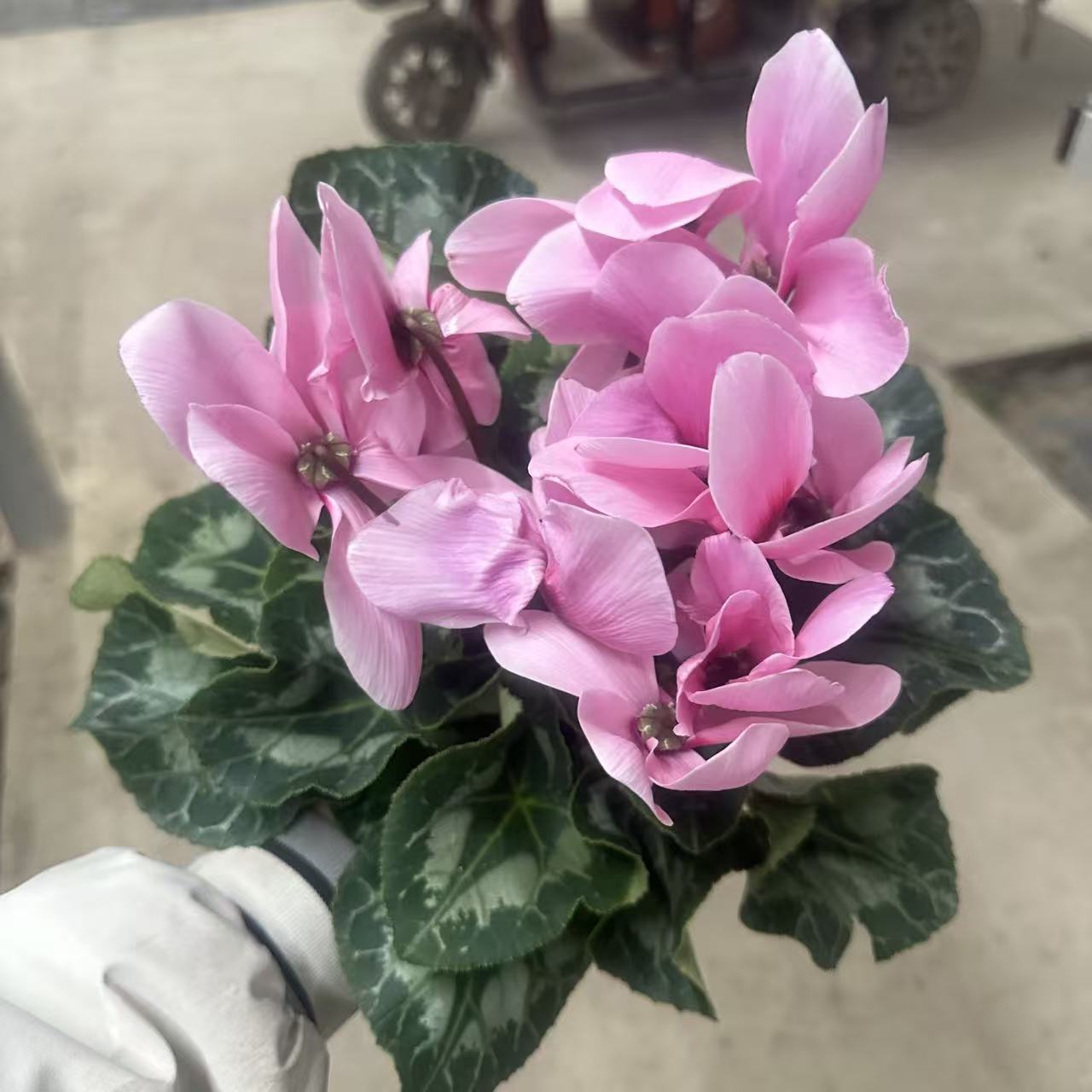 【胖胖】 兔子粉~F1代大花仙客来带花带花苞发货