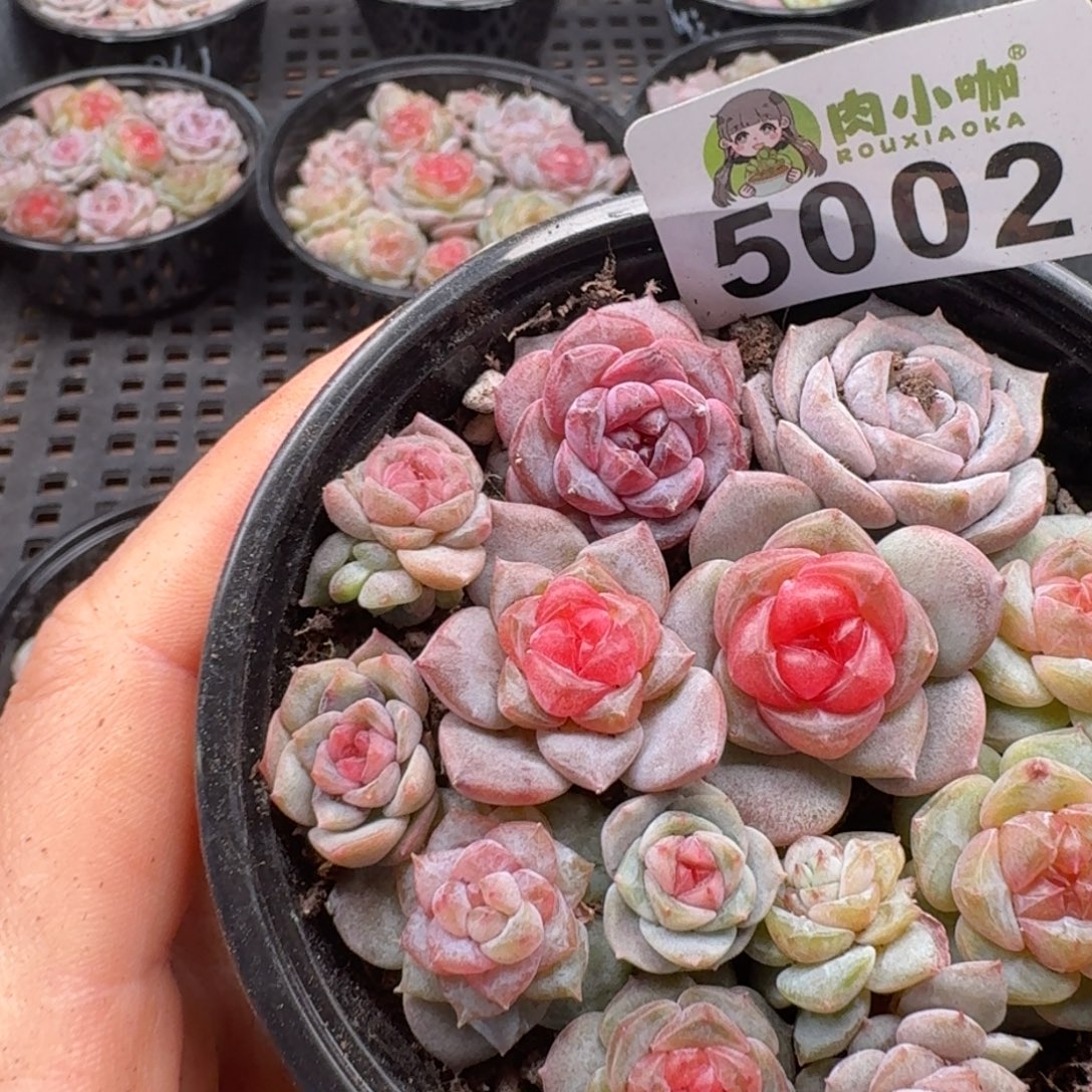 多肉植物多肉植物