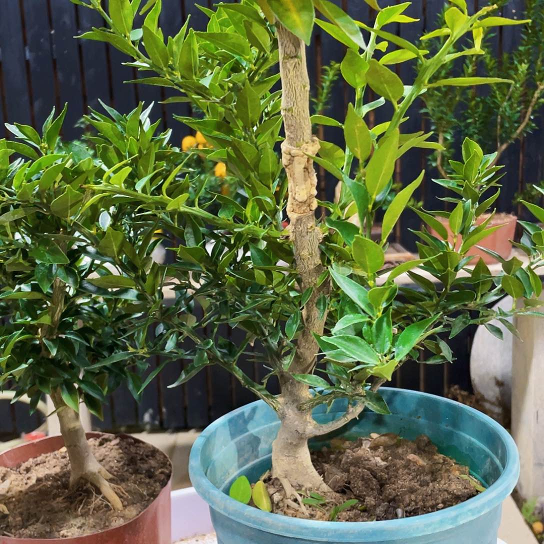 完全开放抖****方八房柑