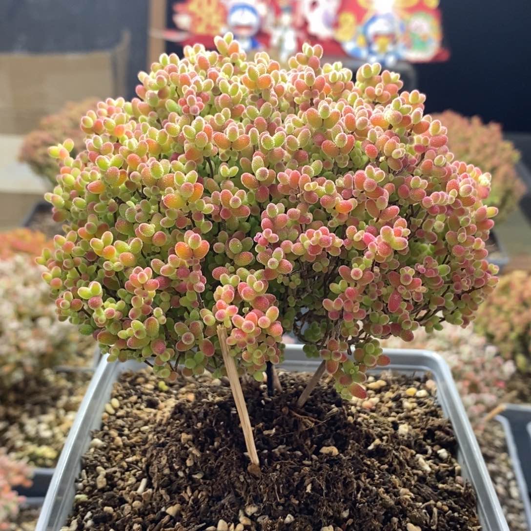 蜜橘糖球4691枝干番杏