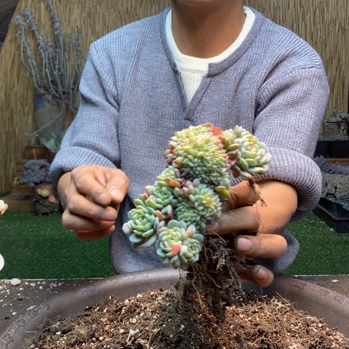 小***点192 号白胖子多肉植物