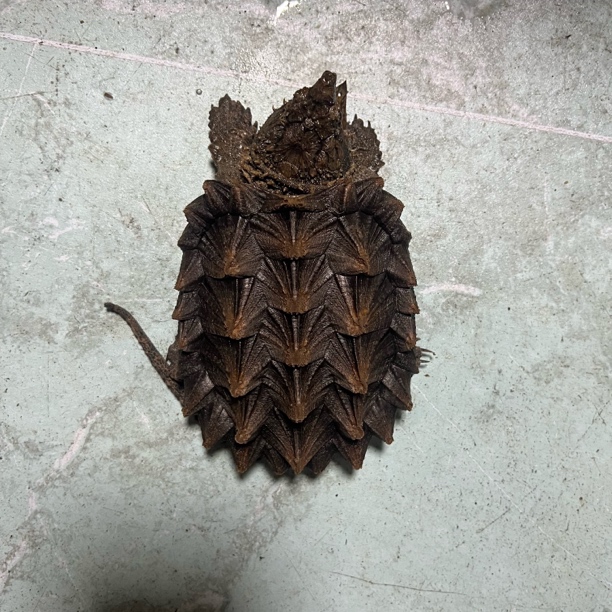 9+精品3:3胡子磨损国产公温大鳄压成个体