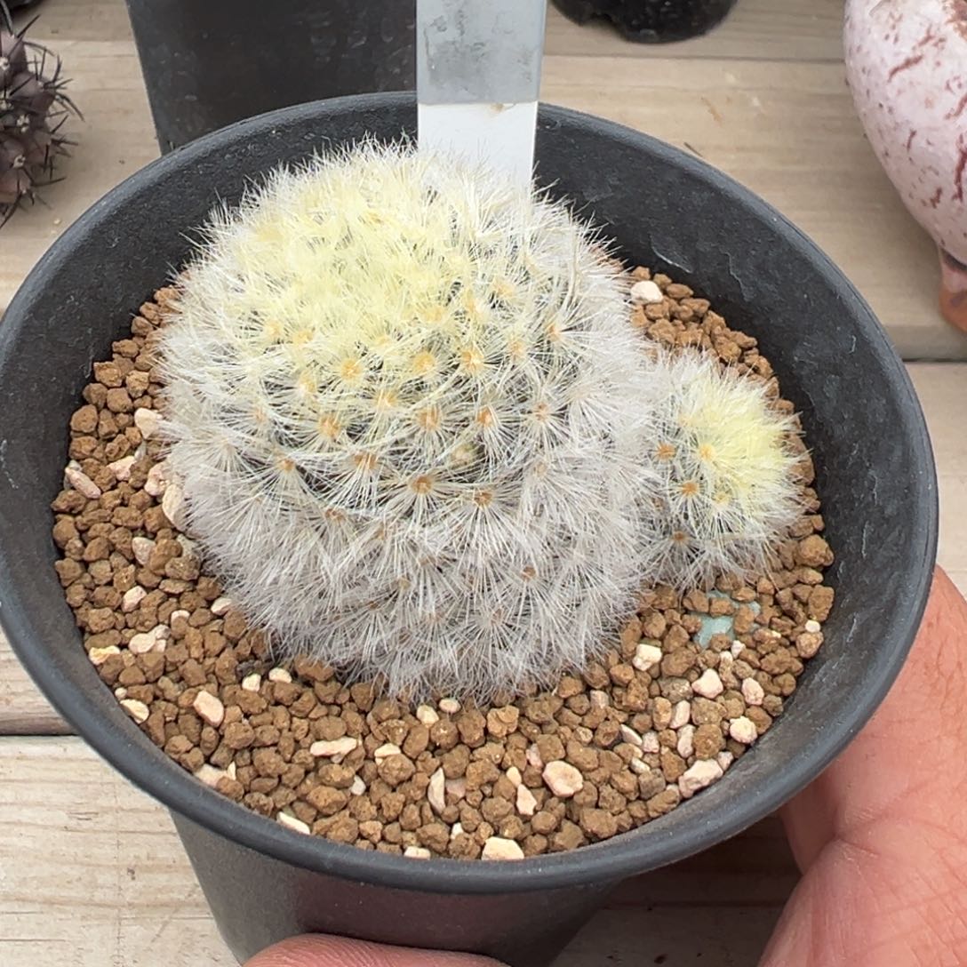 白刺白花嘉文丸仙人球025