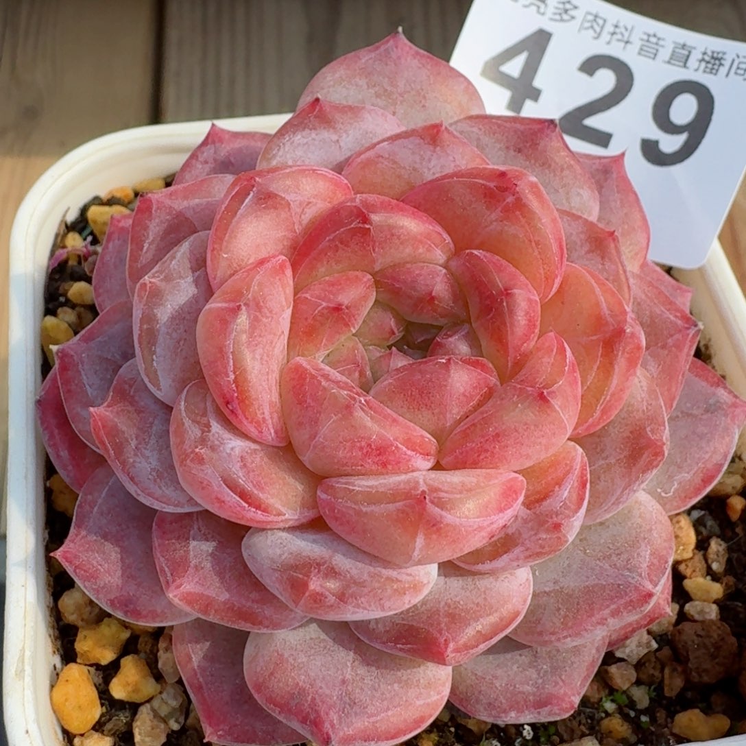 紫魄         精品多肉