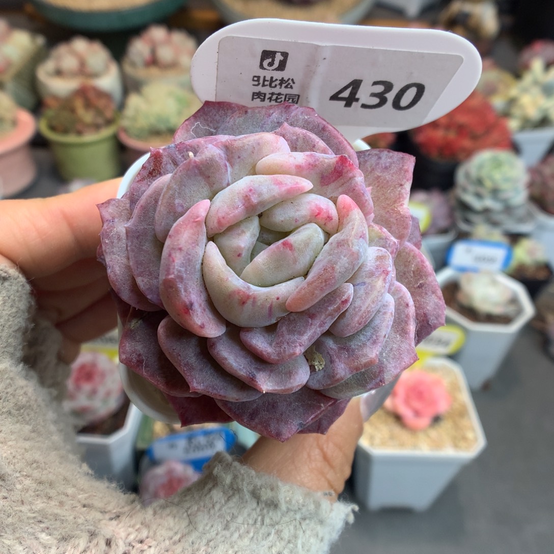 430新年好冰魄石化