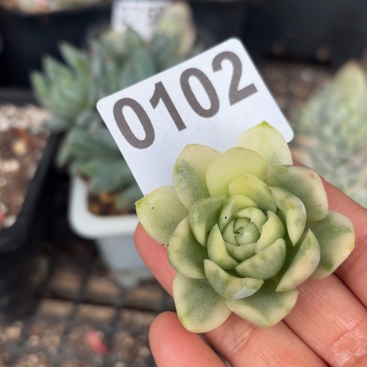 头盖锦无根多肉植物满18包邮当场凑单