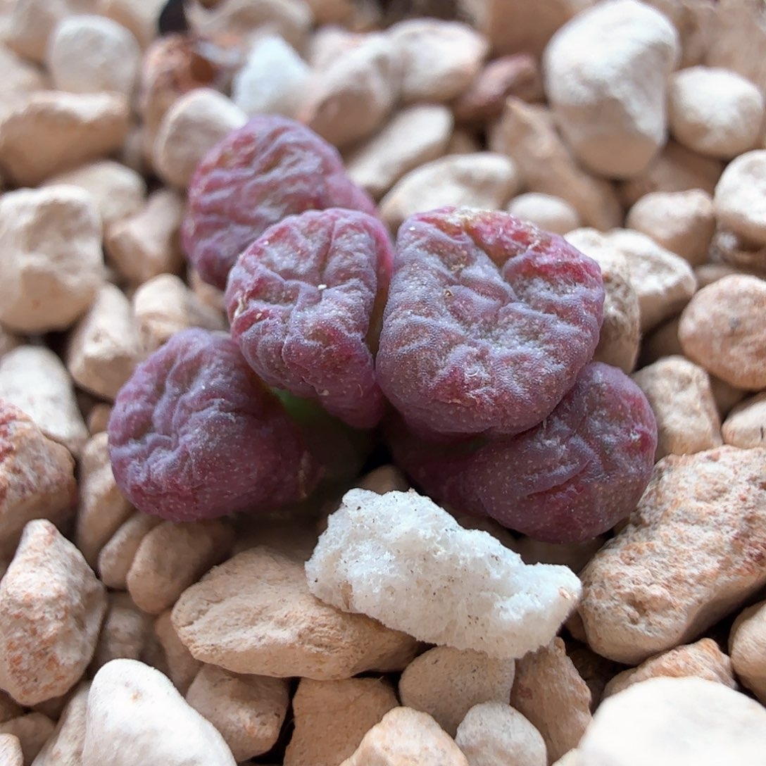 1.17.112/蜜枣铜壶/尺寸小