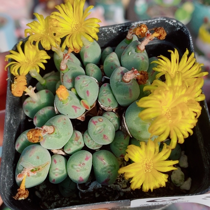 生石花花花花花花花578