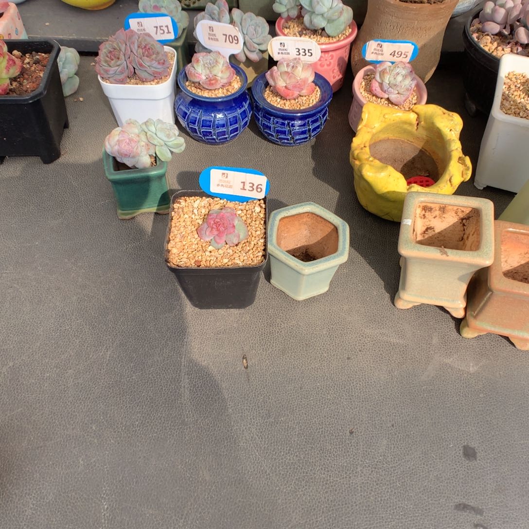 菁***菁136 六个盆和冰玉石化