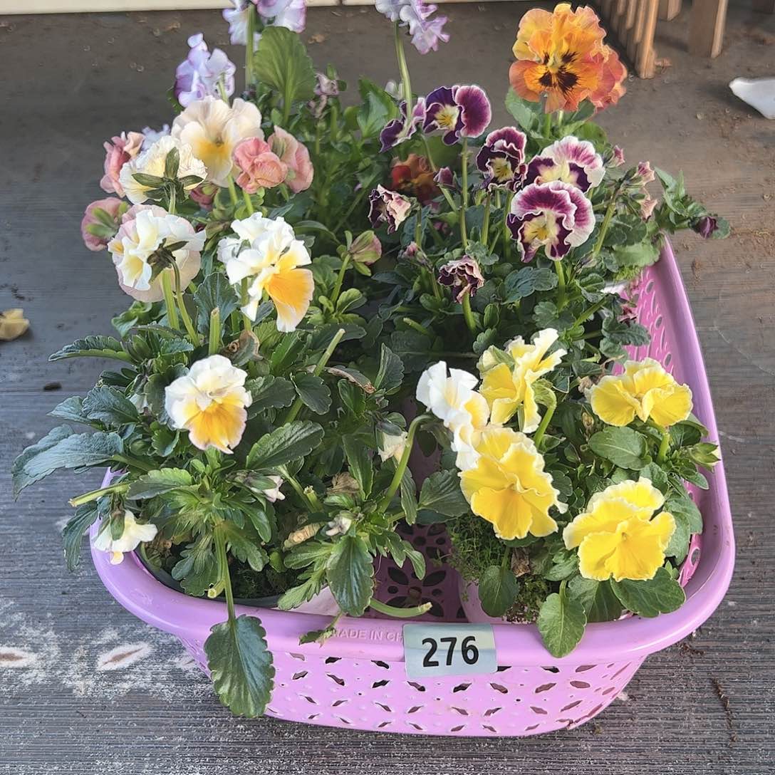 【闪购商品】276号