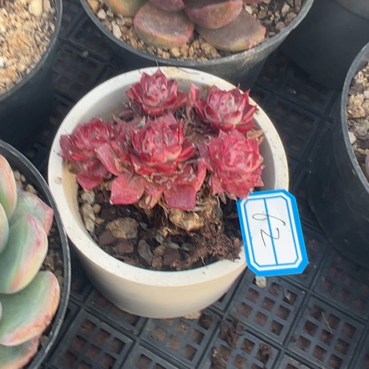 ༒****一物一拍梦幻女王多肉62