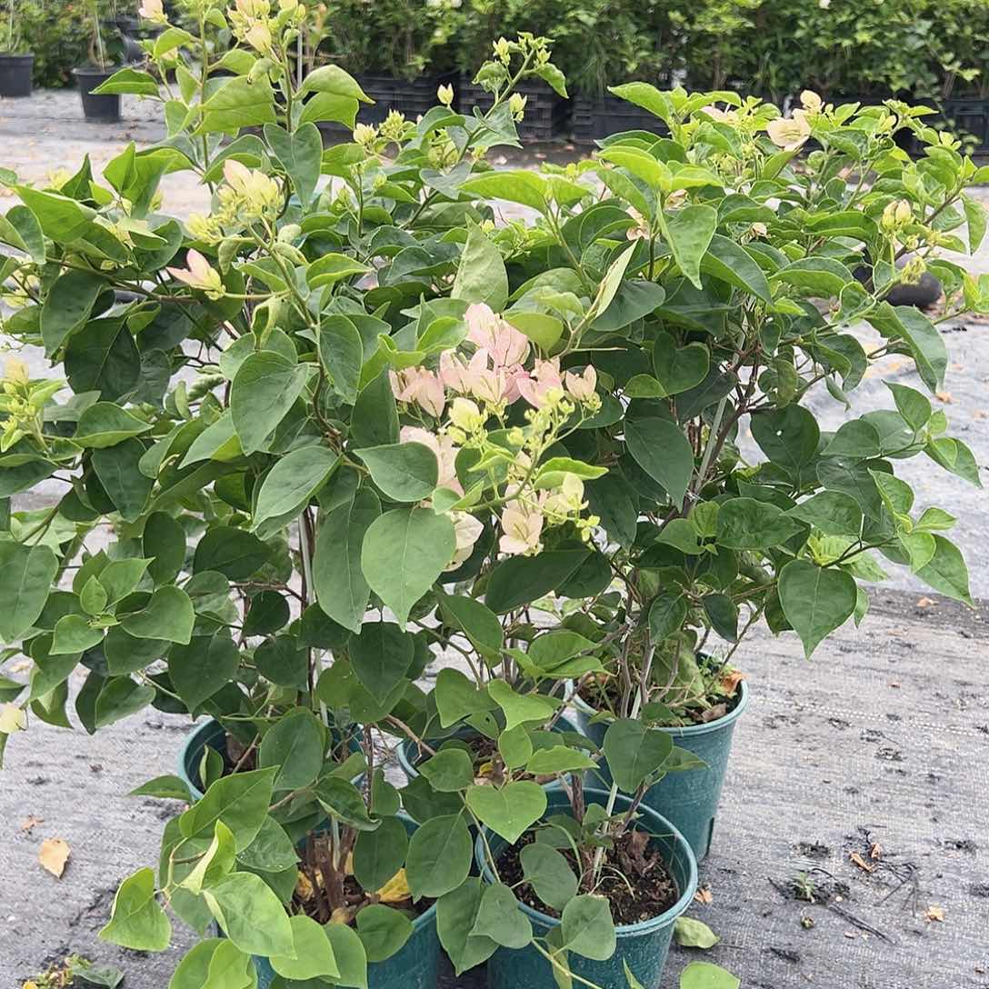 当前无花栽培后可以开花五宝一棵