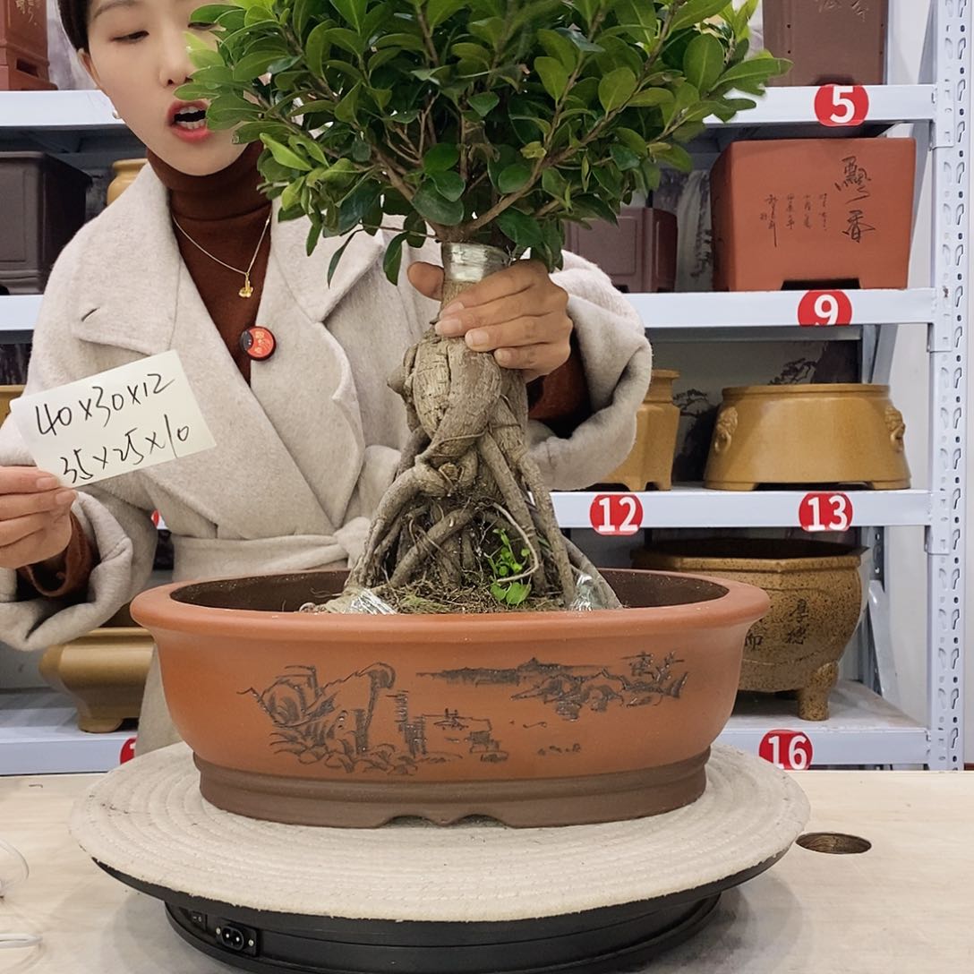 紫砂花盆紫砂花盆