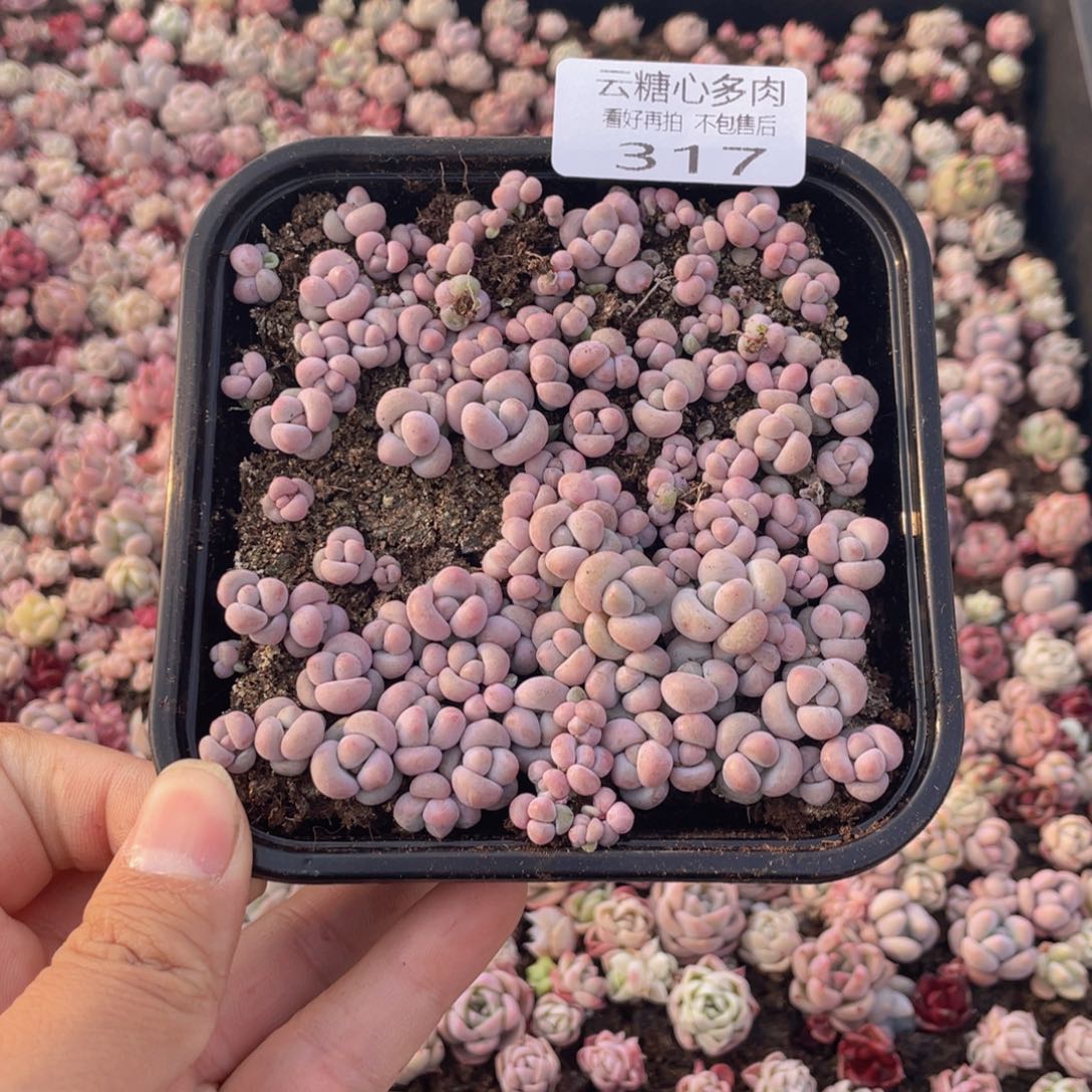 云糖心多肉植物317
