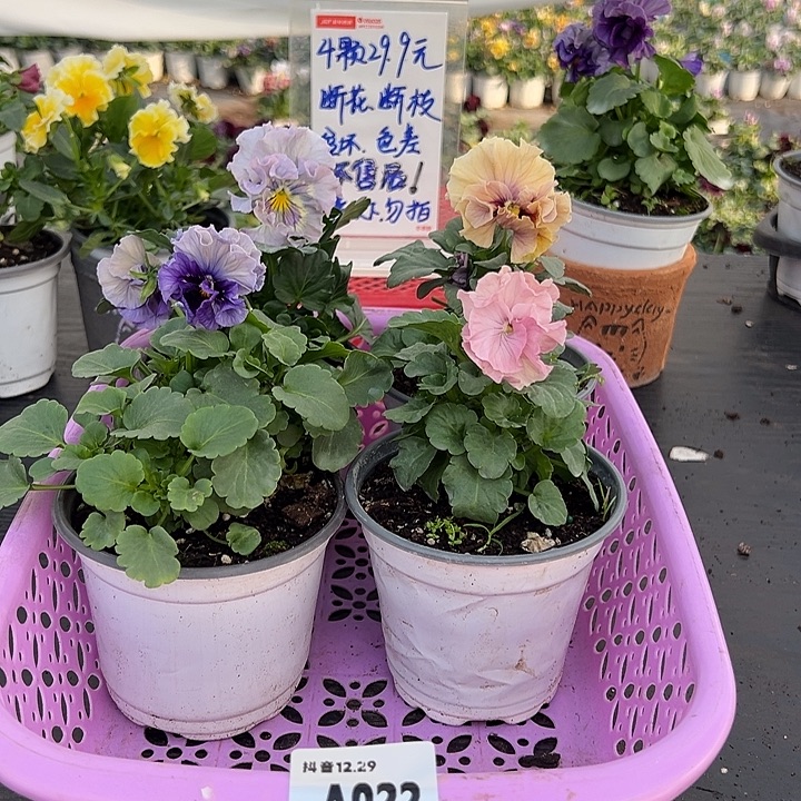 当前无花朵，栽培后可花朵022号