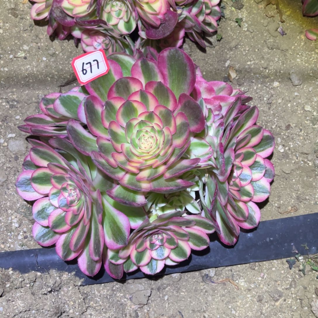 677多肉植物倾城