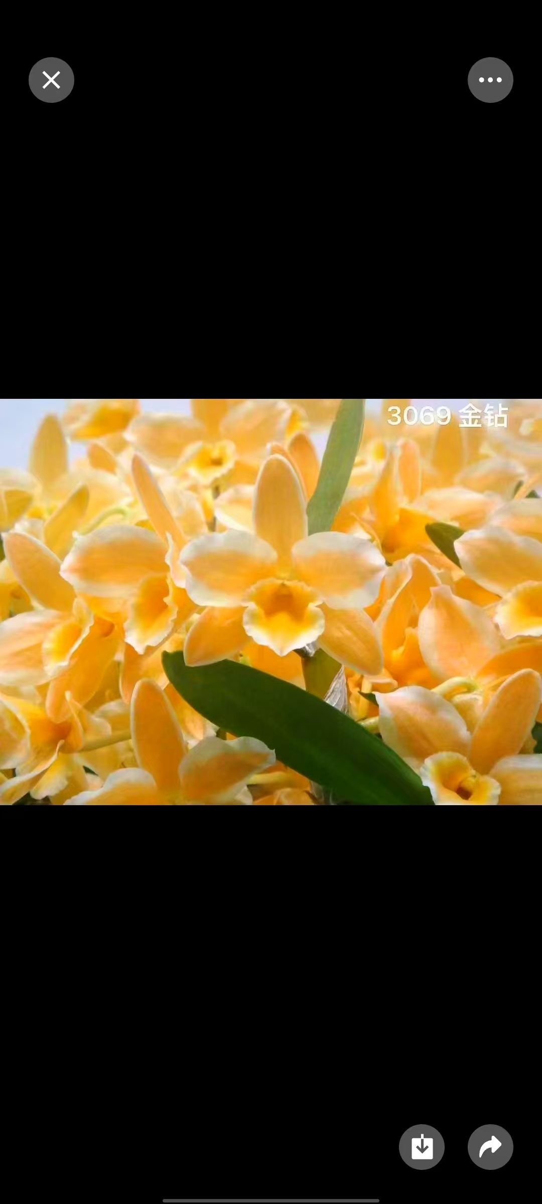 【金钻春石斛】盆栽兰花  客厅阳台室内好养兰花