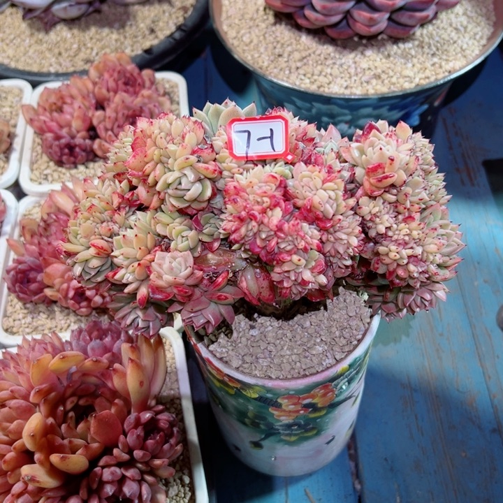 ?****?精品多肉植物老桩