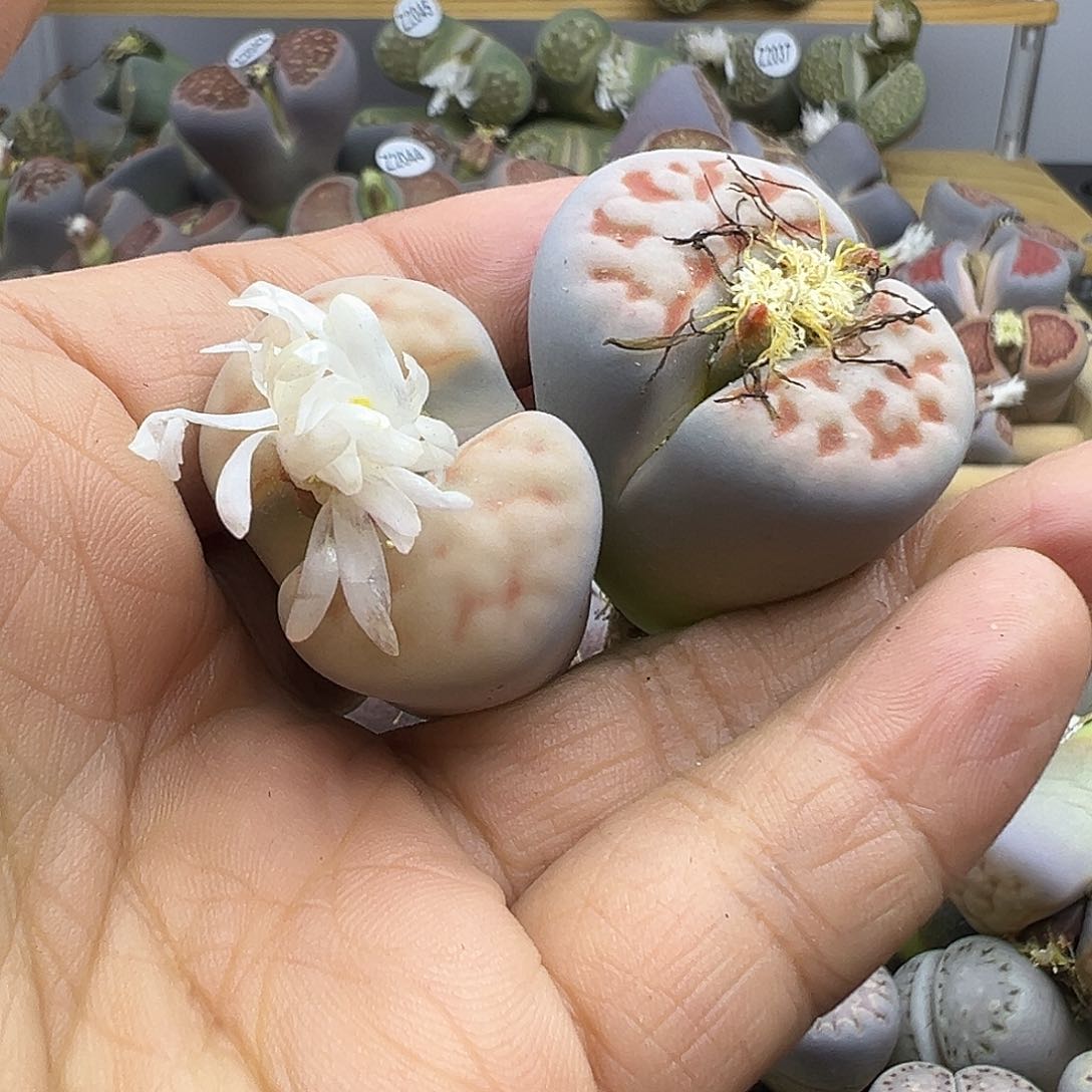 潜****弹2060 生石花清货不售后