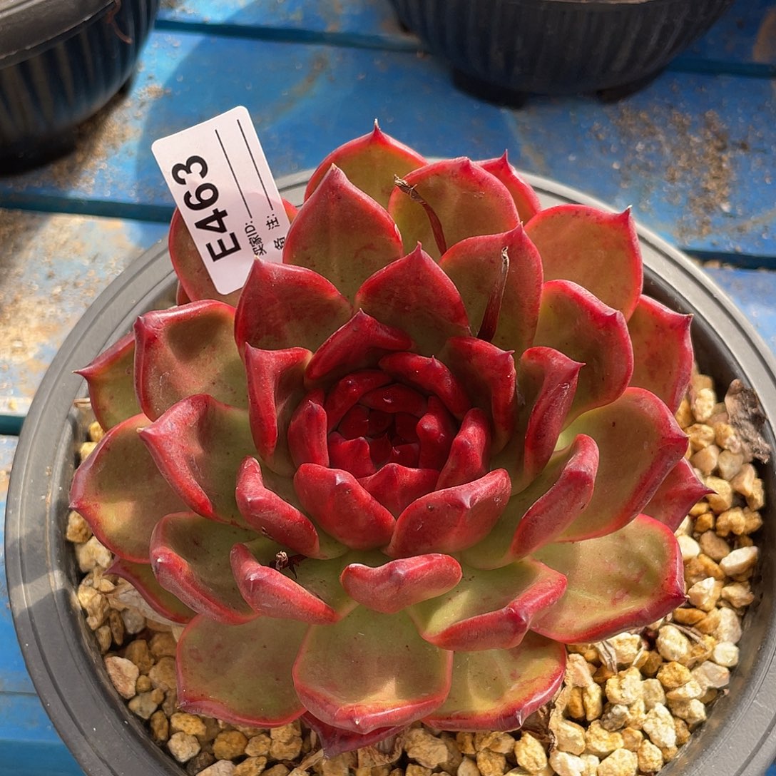 若如东云单拍E463