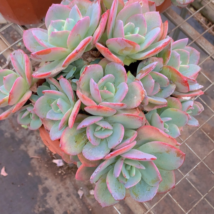 无花朵黑***星多肉植物15556