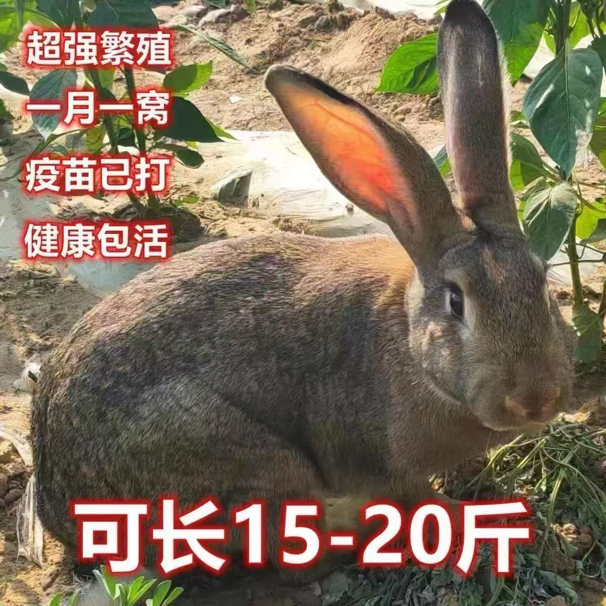 兔子活体肉兔大型家养比利时种兔兔苗新西兰月月兔可15斤食用繁殖