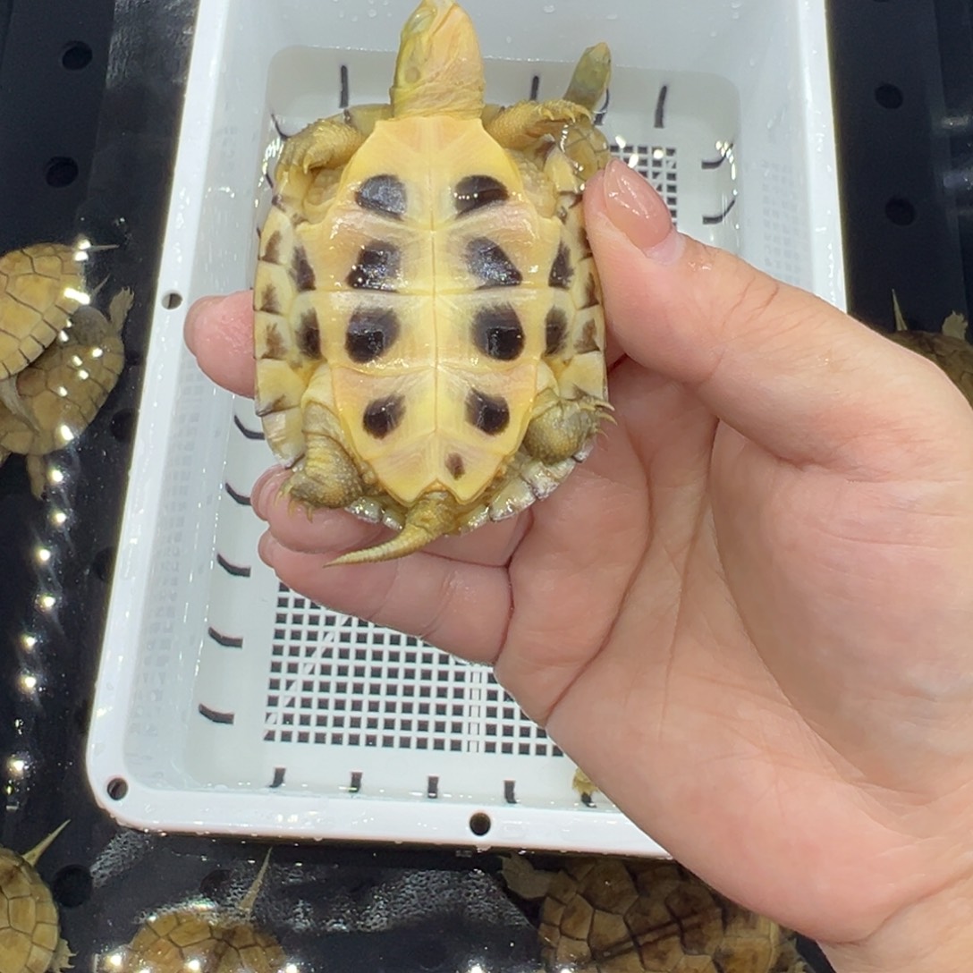 群***桥绿毛龟母三黄小青龟