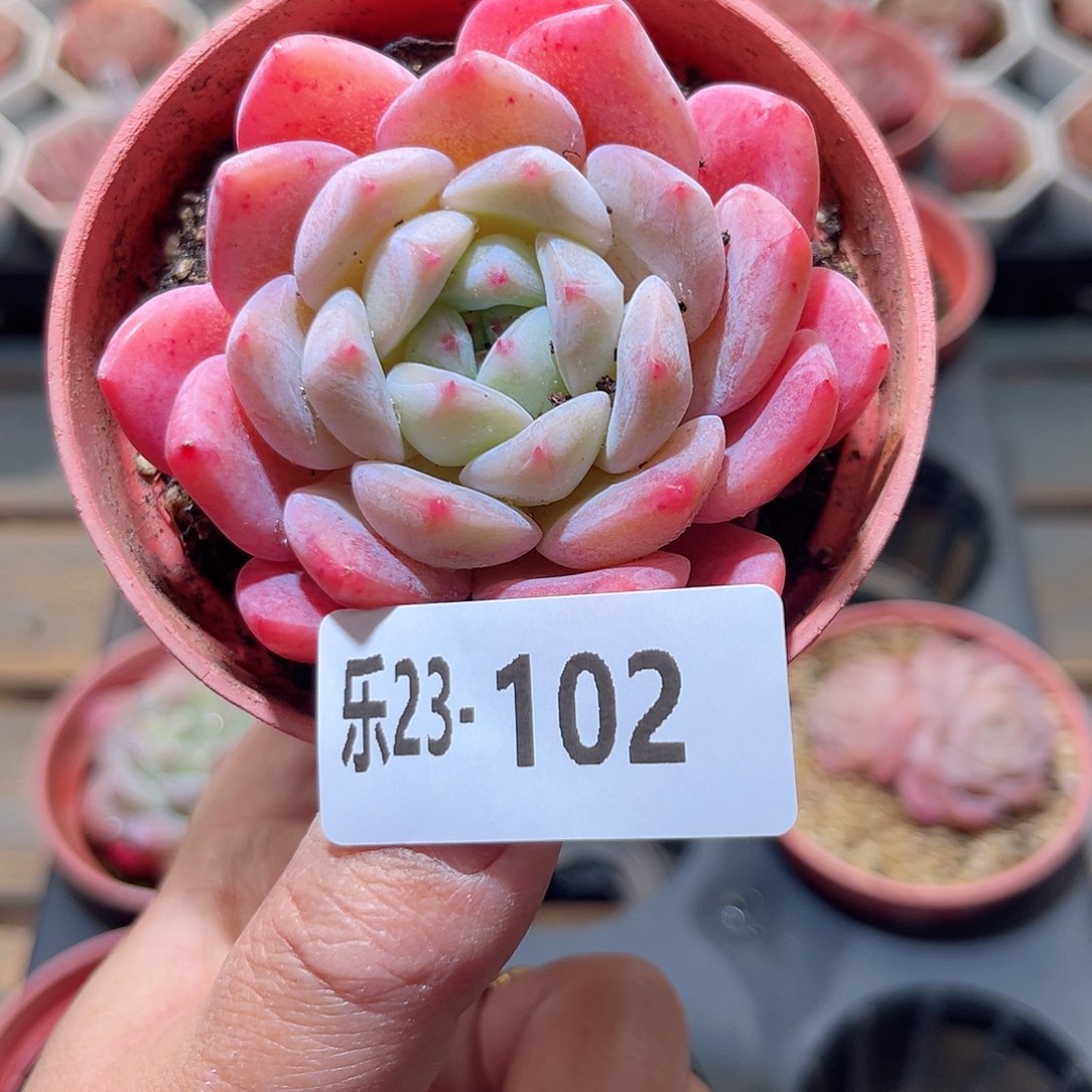 乐23-102 冰糖单头 