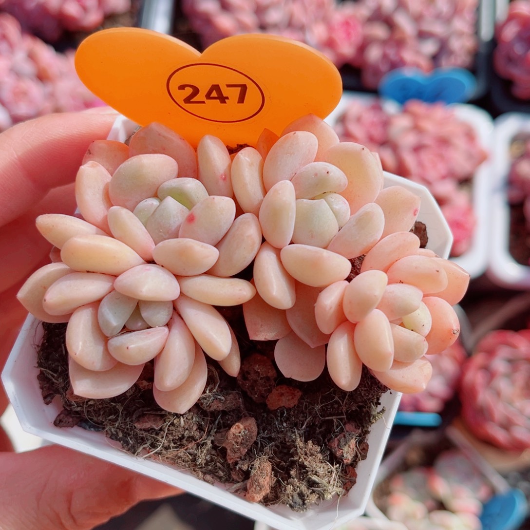 247号小老桩糖心群