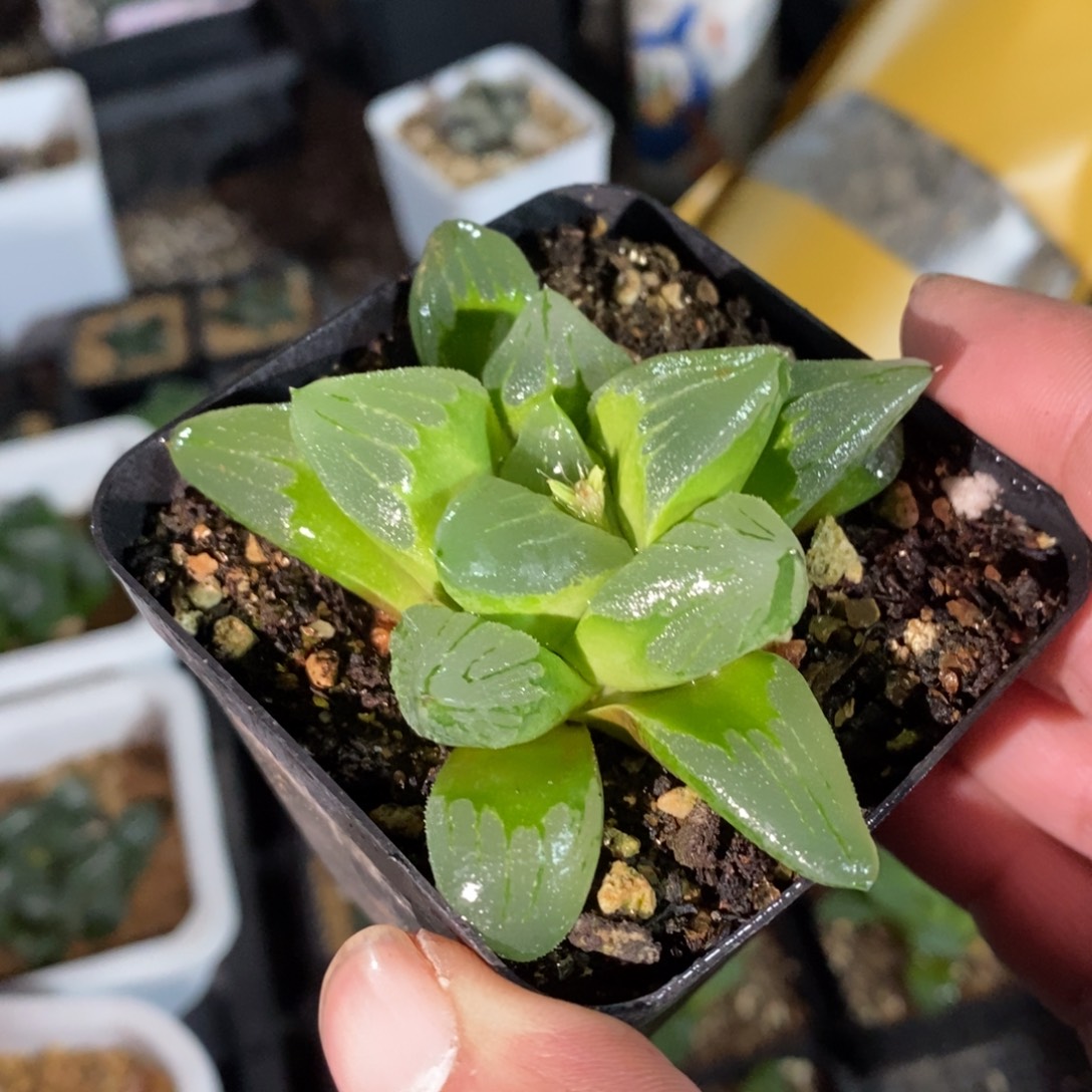 冰城一颗 元旦整点福利