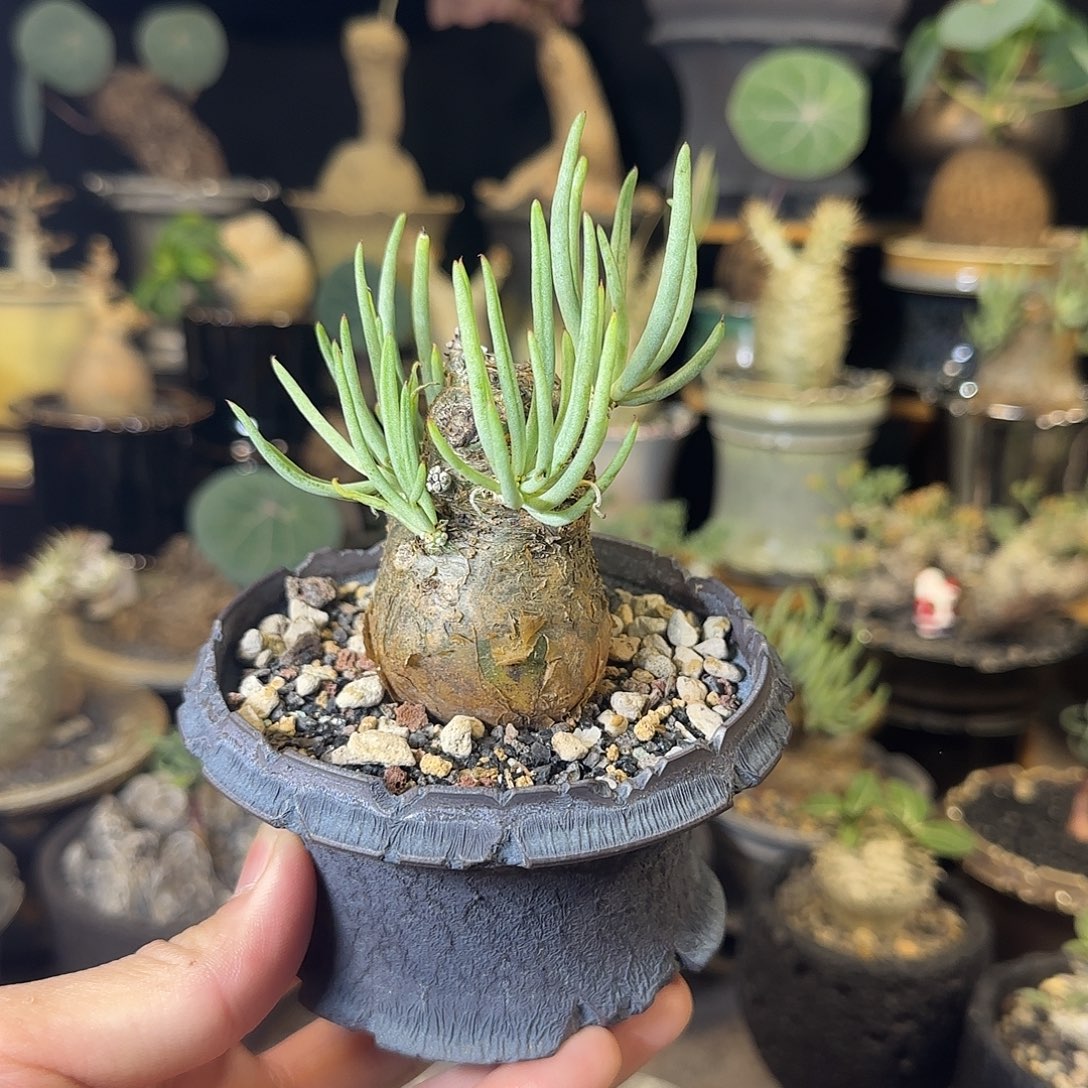 一物一拍白象奇峰锦06